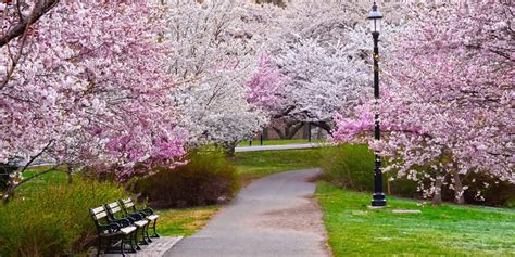 branch brook park webcam|WATCH: Cherry Blossom Live Feed Launches In Essex County, NJ